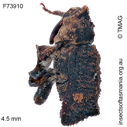 Achoperinus infulatus