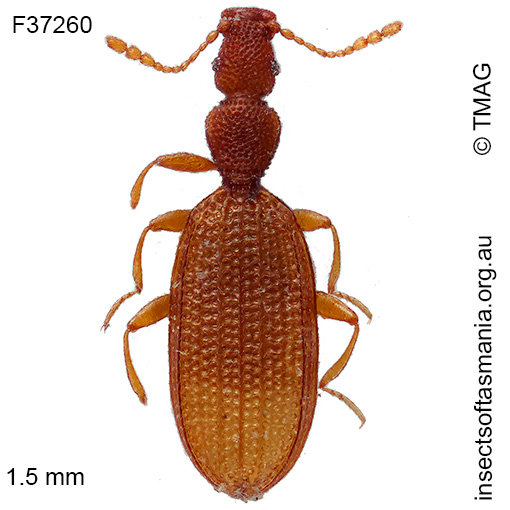 Adistemia-watsoni Adistemia watsoni