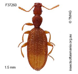 Adistemia watsoni