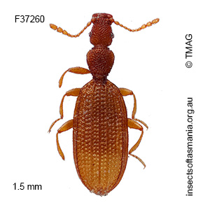 Adistemia watsoni