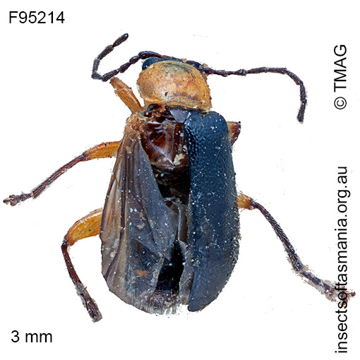 Adoxia femoralis