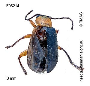 Adoxia femoralis