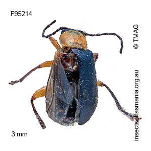 Adoxia femoralis