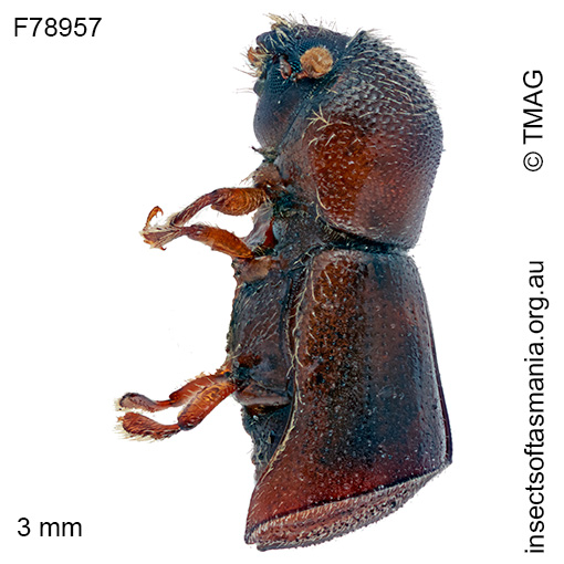 Amasa truncata