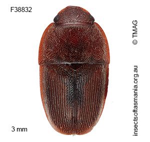 Amlearcha elegantior