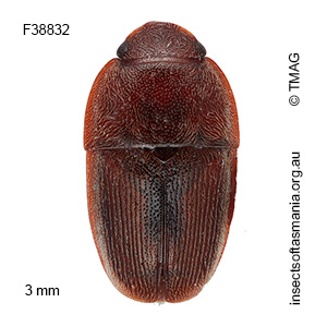 Amlearcha elegantior
