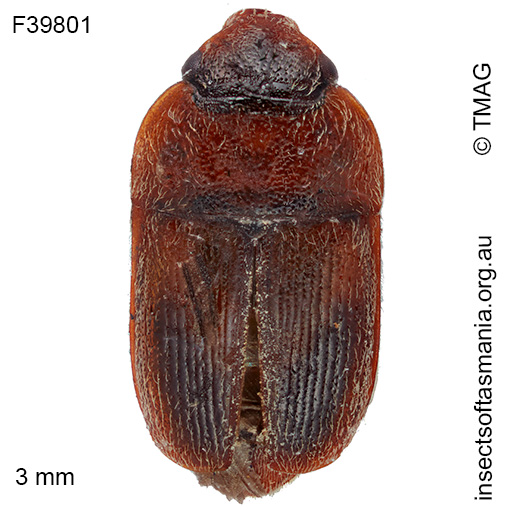Amlearcha-obscurior Amlearcha obscurior