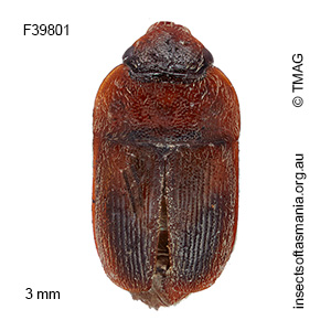 Amlearcha obscurior