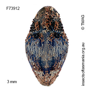 Ampagia cognata