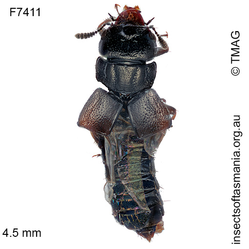 Anotylus melas