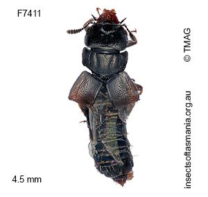 Anotylus melas