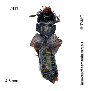Anotylus melas