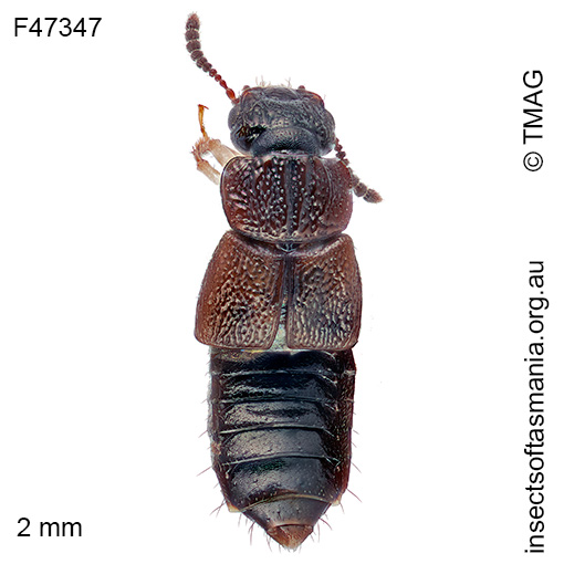 Anotylus-subaeneus Anotylus subaeneus
