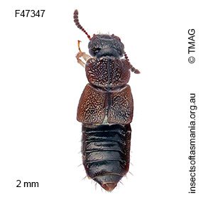 Anotylus subaeneus