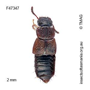 Anotylus subaeneus
