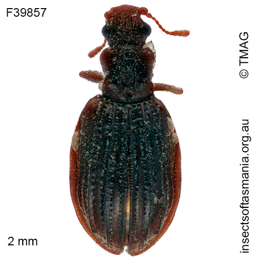 Aridius costatus