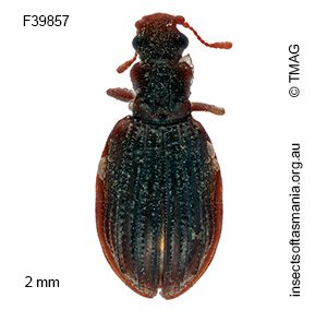 Cartodere costata