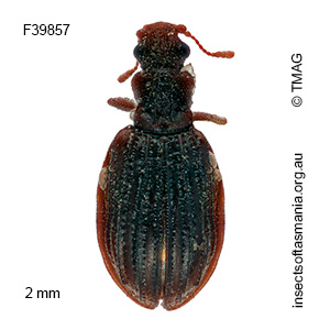 Cartodere costata