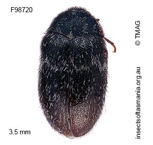 Attagenus pellio