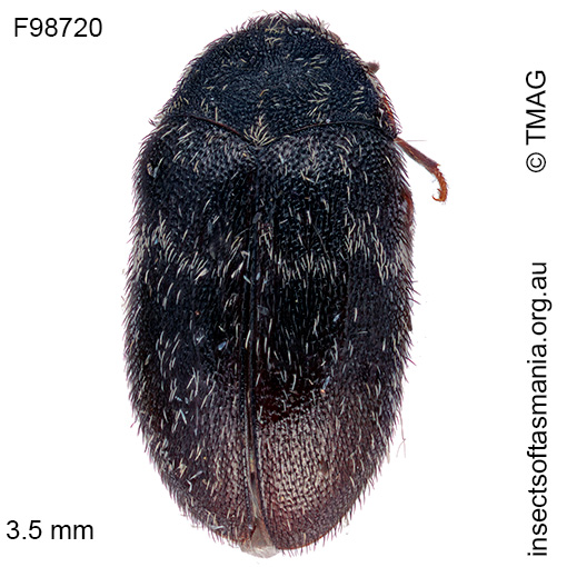 Attagenus pellio
