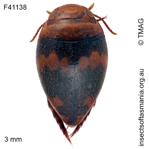 Australphilus saltus