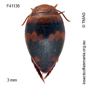Australphilus saltus