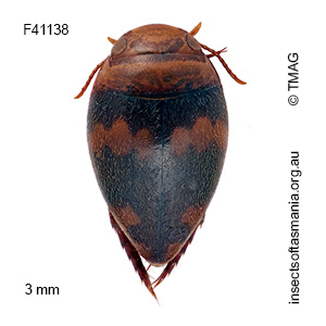 Australphilus saltus