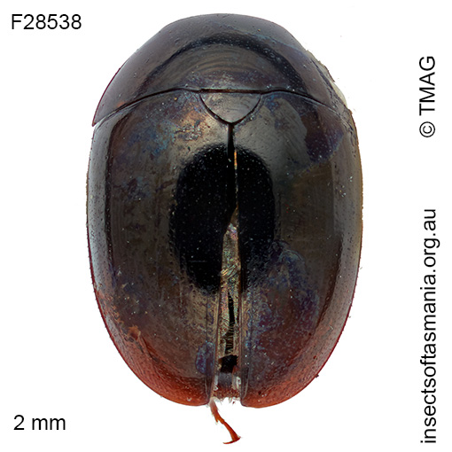 Austroporus melas