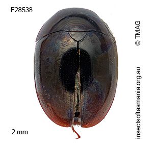 Austroporus melas
