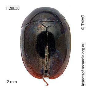 Austroporus melas