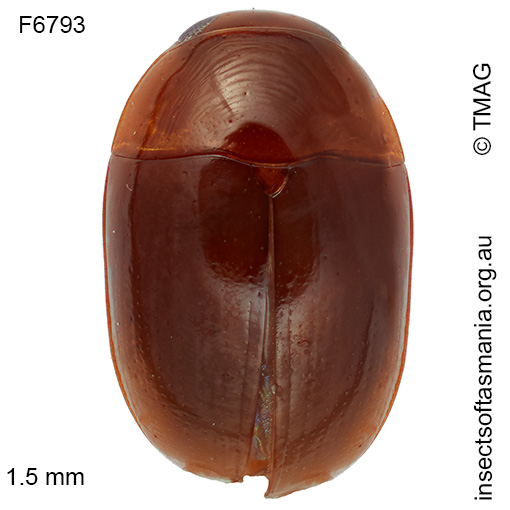 Austroporus-suturellus Austroporus suturellus