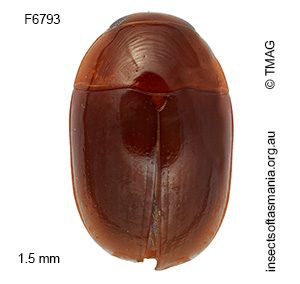 Austroporus suturellus