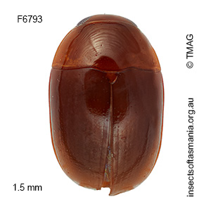Austroporus suturellus