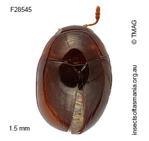 Austroporus tasmaniae