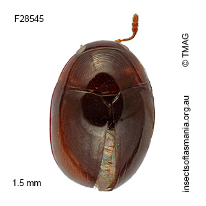 Austroporus tasmaniae