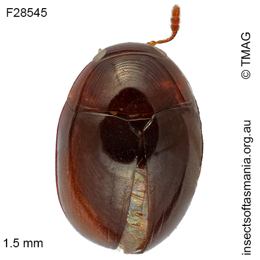 Austroporus tasmaniae