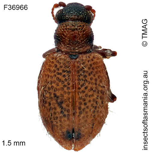 Bicava maculicollis