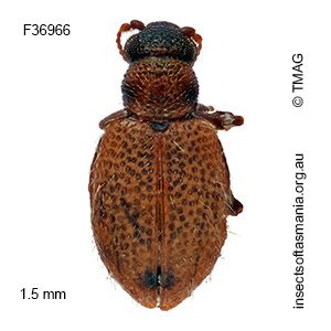 Bicava maculicollis