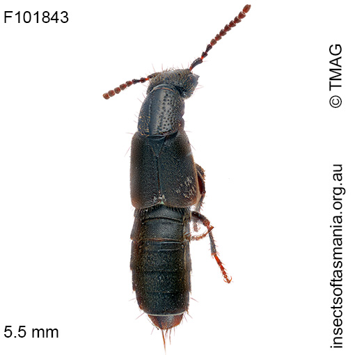 Cafius catenatus