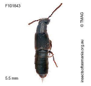 Cafius catenatus
