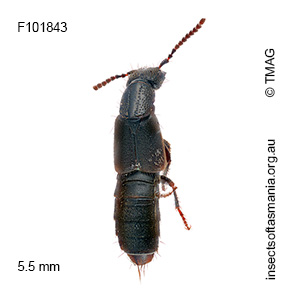 Cafius catenatus