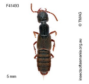Cafius velutinus
