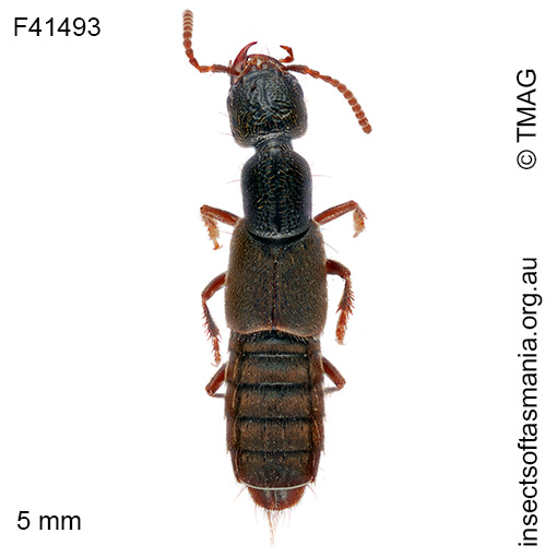 Cafius velutinus