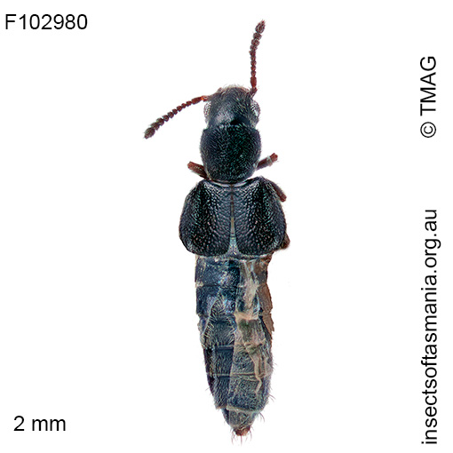 Carpelimus exiguus