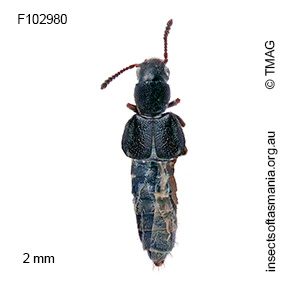 Carpelimus exiguus