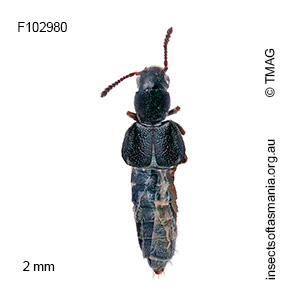 Carpelimus exiguus