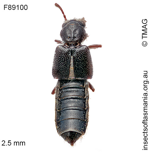 Carpelimus punctatus