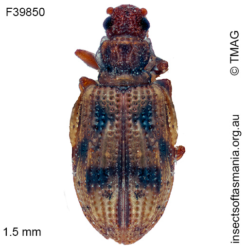 Cartodere-bifasciatus Cartodere bifasciatus