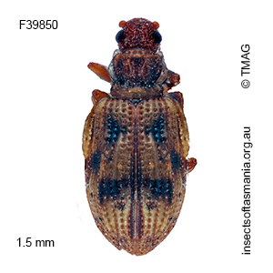 Cartodere bifasciatus