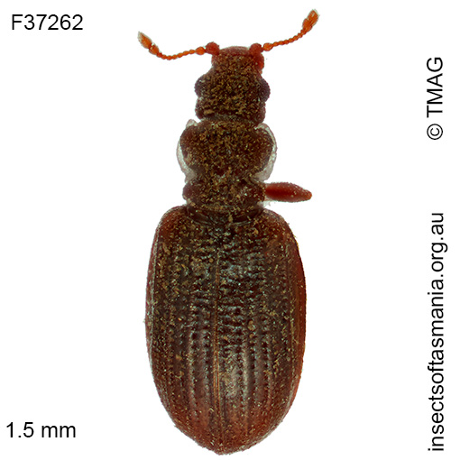 Cartodere constrictus